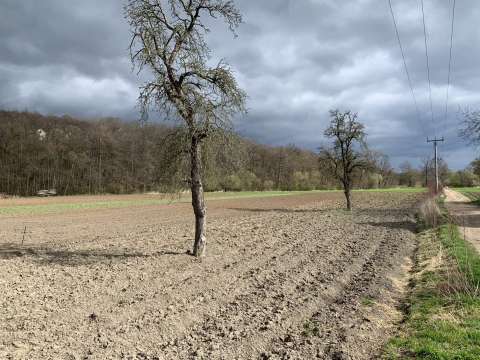 stavební pozemek+ zemědělský pozemek Břežany n. Ohří-podíl 1/2